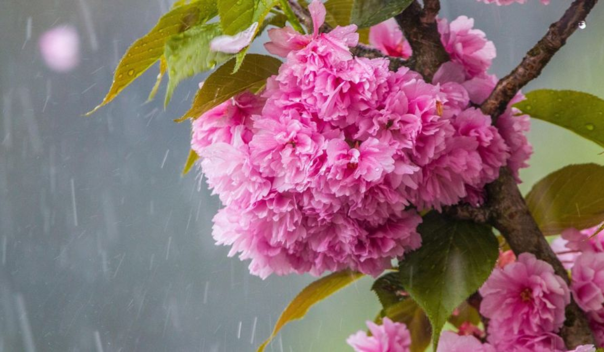 cherry blossom in the rain 3350533 12